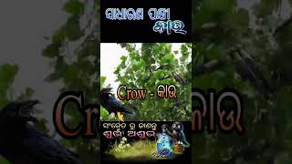 The Crow କାଉ ଏକ ସାଧାରଣ ପକ୍ଷୀodia [upl. by Hersh]