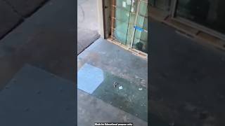 Horse kicks glass door glass facts [upl. by Akers]