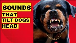 Sounds That Make Dogs Tilt Their Head  GUARANTEED Dog barking Compilation 🤔 [upl. by Serafina]