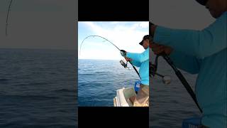 Reel Shimano Stella SW 8000 PG  Joran Daiwa Saltiga GX Vs Giant trevally Fish [upl. by Nevla561]