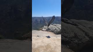 Slowmotion of the Cinereous Vulture quotGerêsquot released in Portugal [upl. by Corson]