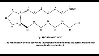 Prostaglandin Synthesis [upl. by Wilde]