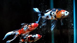 AAA Show Quality Shubunkin Goldfish [upl. by Shelia]