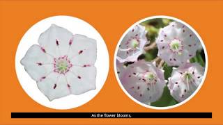 Explore State Flower Mountain Laurel [upl. by Aineval]