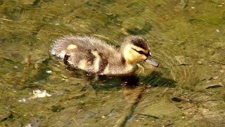 Mallard ducklings following mother [upl. by Wittenburg]