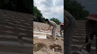 Seeder Agricultural Machinery DIY Creation shorts agriculture modernfarmer youtbeshorts [upl. by Atsillac477]