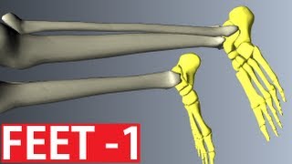 Foot Anatomy  Bones of the Foot  Anatomy Tutorial Part 1 [upl. by Ettennil]