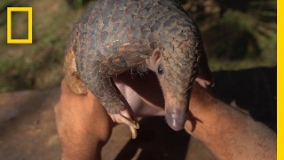 The Tragic Tale of a Pangolin the World’s Most Trafficked Animal  Short Film Showcase [upl. by Oetsira752]