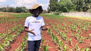 Organic ways of controlling Fall Army Worms in maize🌽 [upl. by Phyl389]