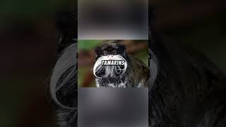 Emperor Tamarin Explained 🐒👑❤️sciencefactsprehistoricexplainedwildlifemonkeytamarinfyp1m [upl. by Ahsenad]