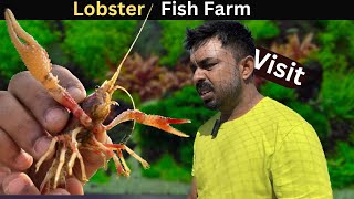 Crayfish Farming in Thailand 2024 How to breed Crayfish [upl. by Lynsey]