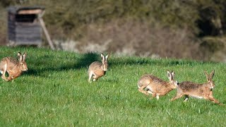 Hasenspaß am frühen Morgen  5 Feldhasen zwischen Notzingen und Hochdorf [upl. by Eizzik485]