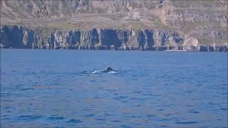 Whale Watching Akureyri Iceland with Keli Sea Tours 14082023 whales tail [upl. by Ynotna186]