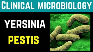 Yersinia Pestis Clinical Pathogenesis Investigations Treatment Prevention  Dr Mubashar Ata [upl. by Ahsilek]