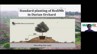 Planting RediMb Mucuna Bracteata Cover Crops in Durian Orchard [upl. by Gaven843]