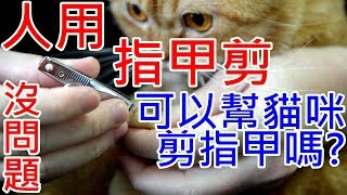 幫貓咪剪指甲  怎麼剪  人用指甲剪  寵物指甲剪  都可以剪嗎 [upl. by Flosser]