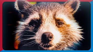 Guardians Of The Galaxy Vol 3 Song  To The Sky  NerdOut Rocket Raccoon Song [upl. by Novej]