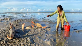 Giant Mud Crabs Catching In Muddy at The Beach after Water Low Tide [upl. by Alroy951]