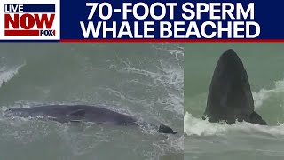 Venice Florida beached whale 70foot ocean mammal alive officials say  LiveNOW from FOX [upl. by Market]