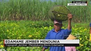 Edamame Jember Mendunia [upl. by Edrei]