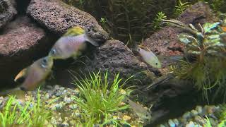 Nieuwe video apistogramma eremnopyge 👌 [upl. by Piefer]