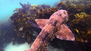 Underwater Sydney  Wobbegong Shark [upl. by Hareenum]