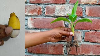 Grow banana tree from banana with onion [upl. by Mintz793]