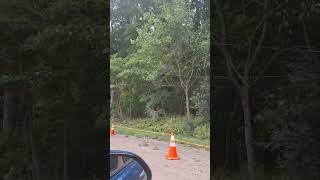 Downed power lines from a tree [upl. by Flessel]