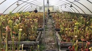 Jerry Addington The Sarracenia Wizard [upl. by Naiva]