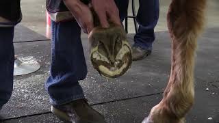 AFA 48 American Farriers Team Demonstrations [upl. by Yenaled634]