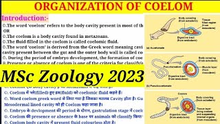 Organization Of Coelom  MSc 1st Semester Zoology  Types of Coelom  Coelomate amp Pseudocoelomate [upl. by Ledua]