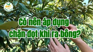 Lựa chọn hướng xử lý đọt khi làm bông sầu riêng  Kiến Vàng Thado [upl. by Animlehliw]