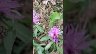 Centaurea  The Bikers flower [upl. by Amadas547]