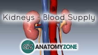 Blood Supply to the Kidneys  3D Anatomy Tutorial [upl. by Ahsenav]