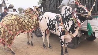 Bull Race  2962024  hamza sky video fateh jang [upl. by Iren]