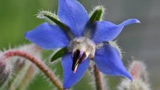 Borage  tincture and oil for skin care [upl. by Akiraa]