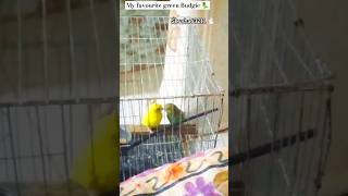 My favourite birds green Budgie 🦜 pet budgies birds Skysha63211 [upl. by Ian]