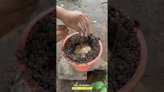 How To Make A Mango Tree Produce Grapes And Mangoes Togethershorts setisfying viralvideo [upl. by Nasia2]