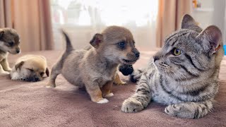 Funny Cat Reaction to Puppies Kitty sees them for the First Time [upl. by Adnylem]