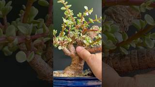 From Pre Bonsai To Bonsai  Let’s Go [upl. by Assert]