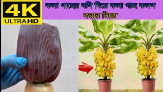 কলা গাছের বগি দিয়ে কলা গাছ কলপকরার নিয়ম Really surprised with this method of growing plants [upl. by Casper]