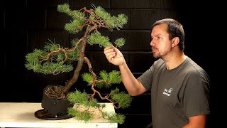 Starting a Scots Pine Bonsai [upl. by Eizus256]