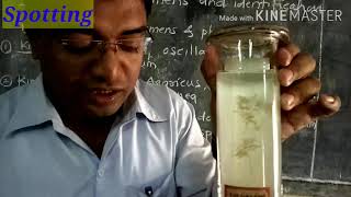 Std XI Science Biology Practical Spotting  Oscillatoria Agaricus Sargassum Funaria Cycas by GBA [upl. by Milburn876]