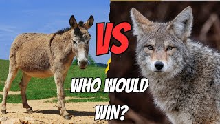 Donkey vs Coyote Who Wins in a OneonOne Battle [upl. by Sad]