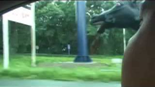 RACE HORSE ESCAPES ON FREEWAY WITH SPEEDING CARS [upl. by Faubert]