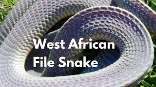 African File Snake Mehelya crossi [upl. by Ajay]