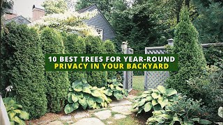 10 Best Trees for YearRound Privacy in Your Backyard🌲🏠🌳 [upl. by Deina]