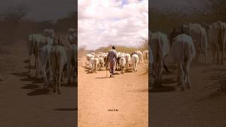 Bringing Fresh Drinking Water to za beeble of Gharissa Kenya 🇰🇪 donation link in za comments [upl. by Verity722]