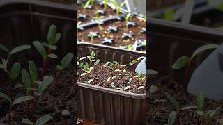 How to Make a Homemade Seed Propagator Easy [upl. by Noirred]