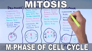 Mitosis  MPhase [upl. by Mehalick]